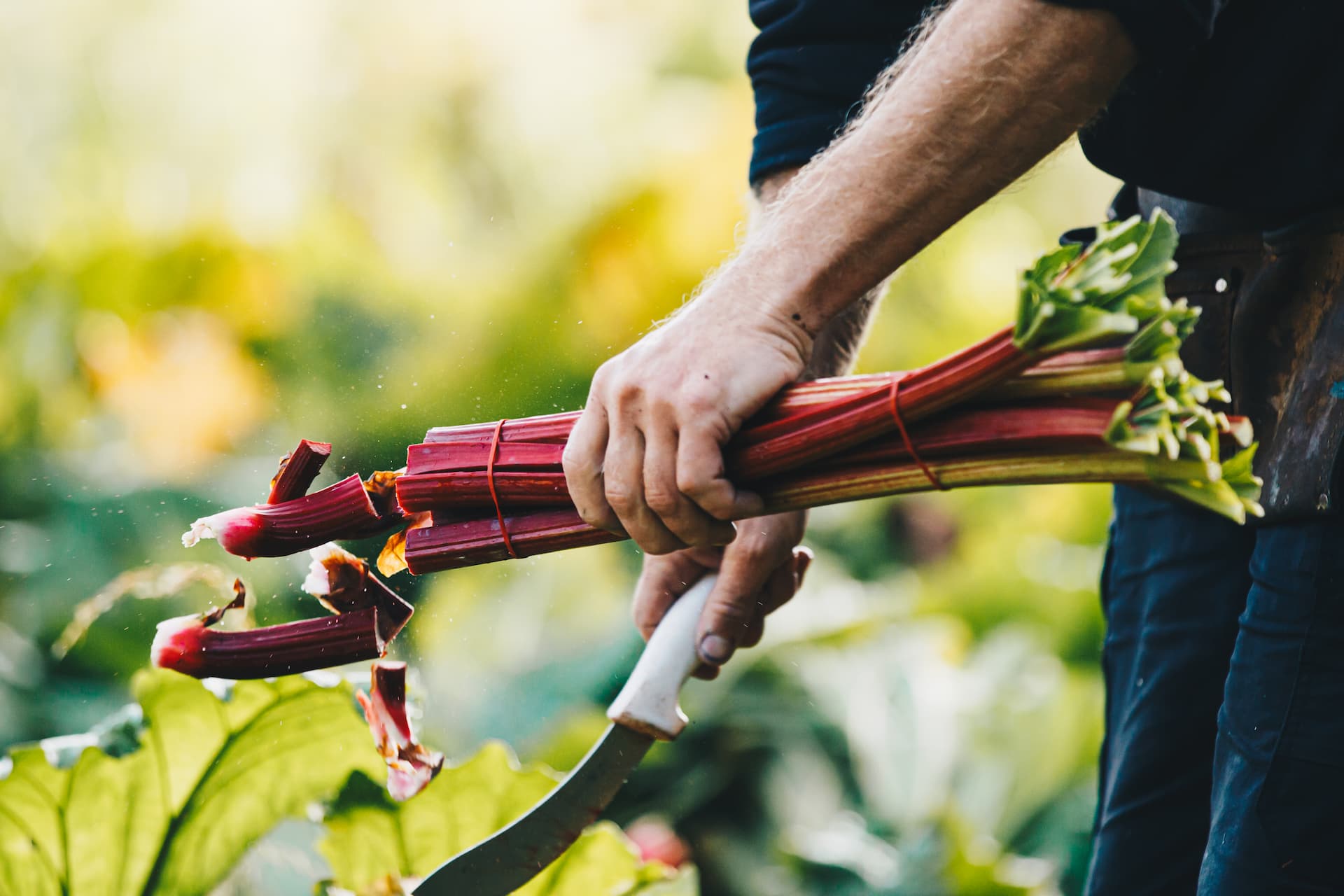 cutting-rhubarb