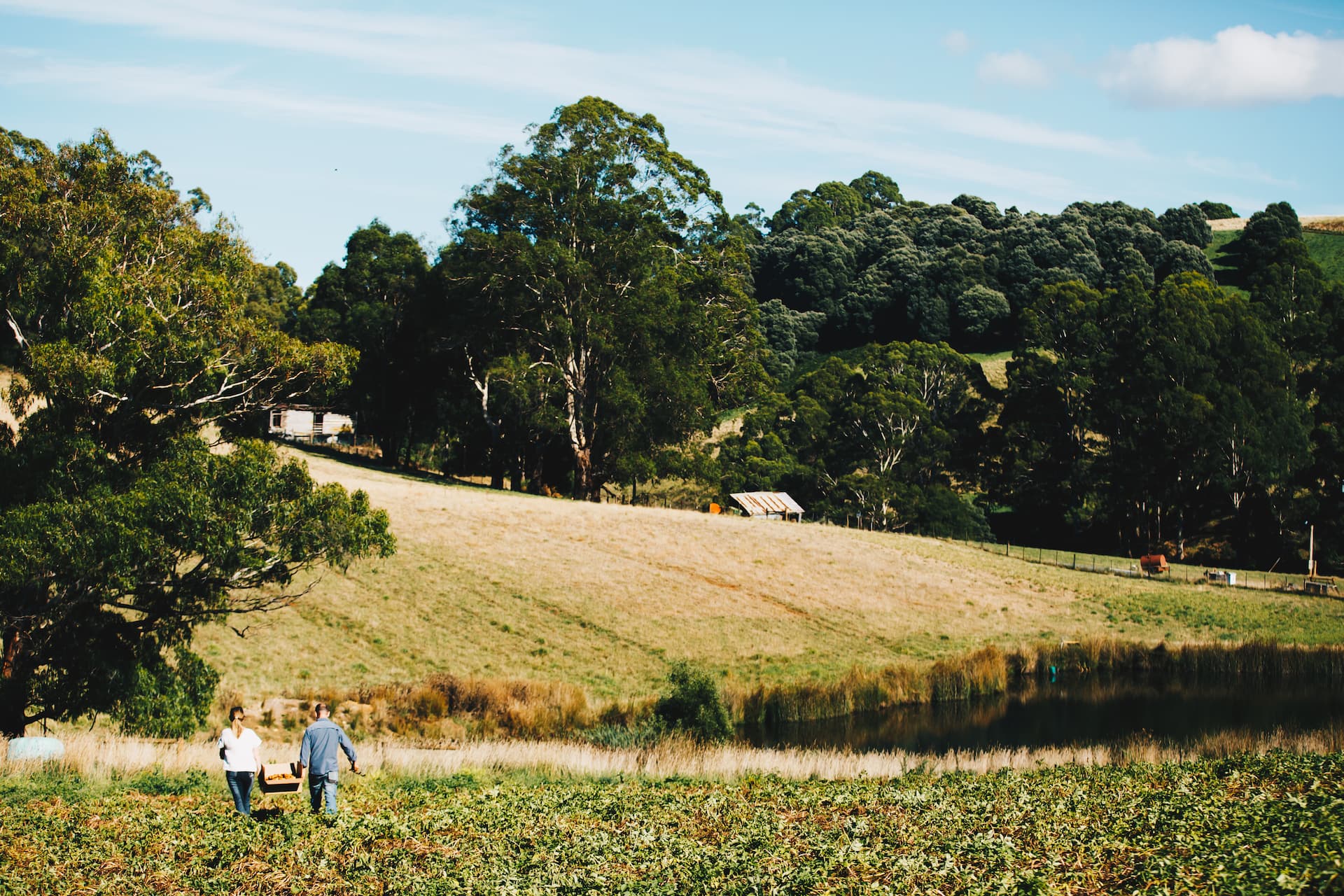 farmscape-across-dam