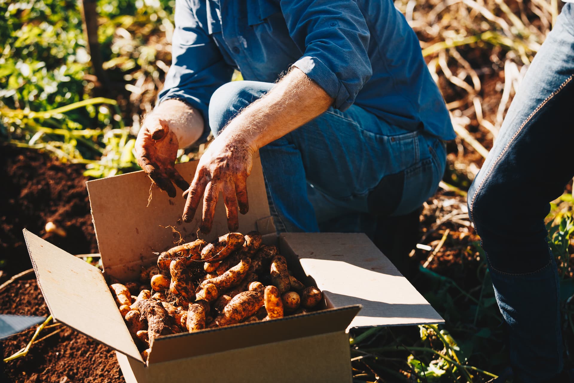 hands-in-spuds
